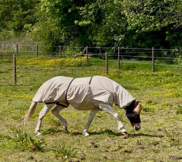 Cavalli Eksemdækken - Nordic Sand - animondo.dk - Cav3600