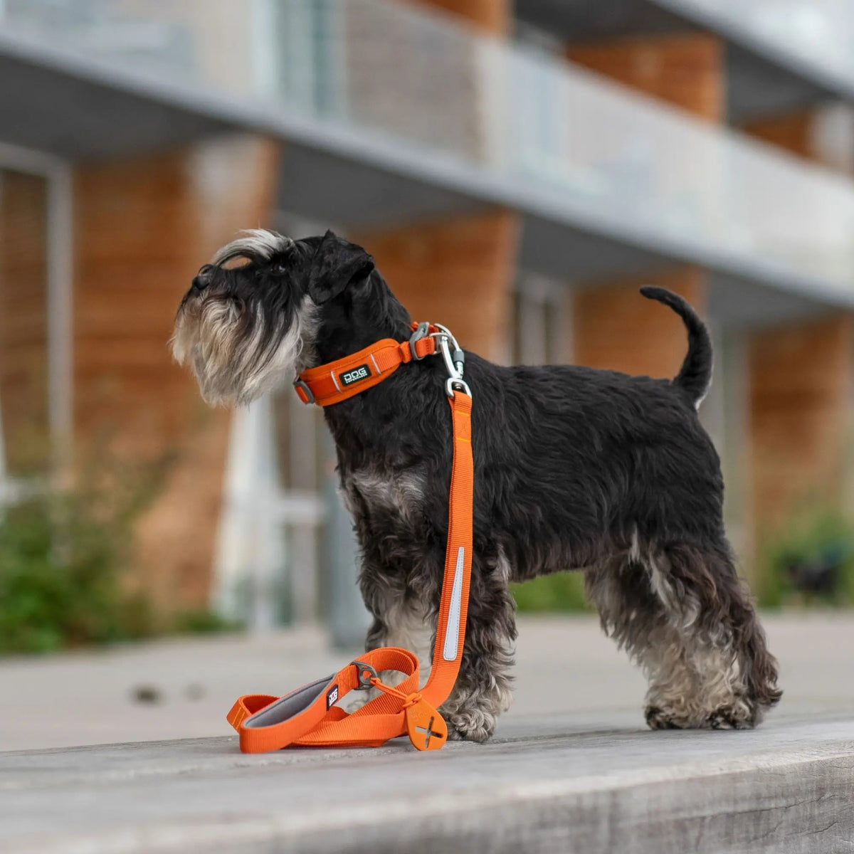 Dog Copenhagen - "Urban Trail" Line - Orange - animondo.dk - LEA0077