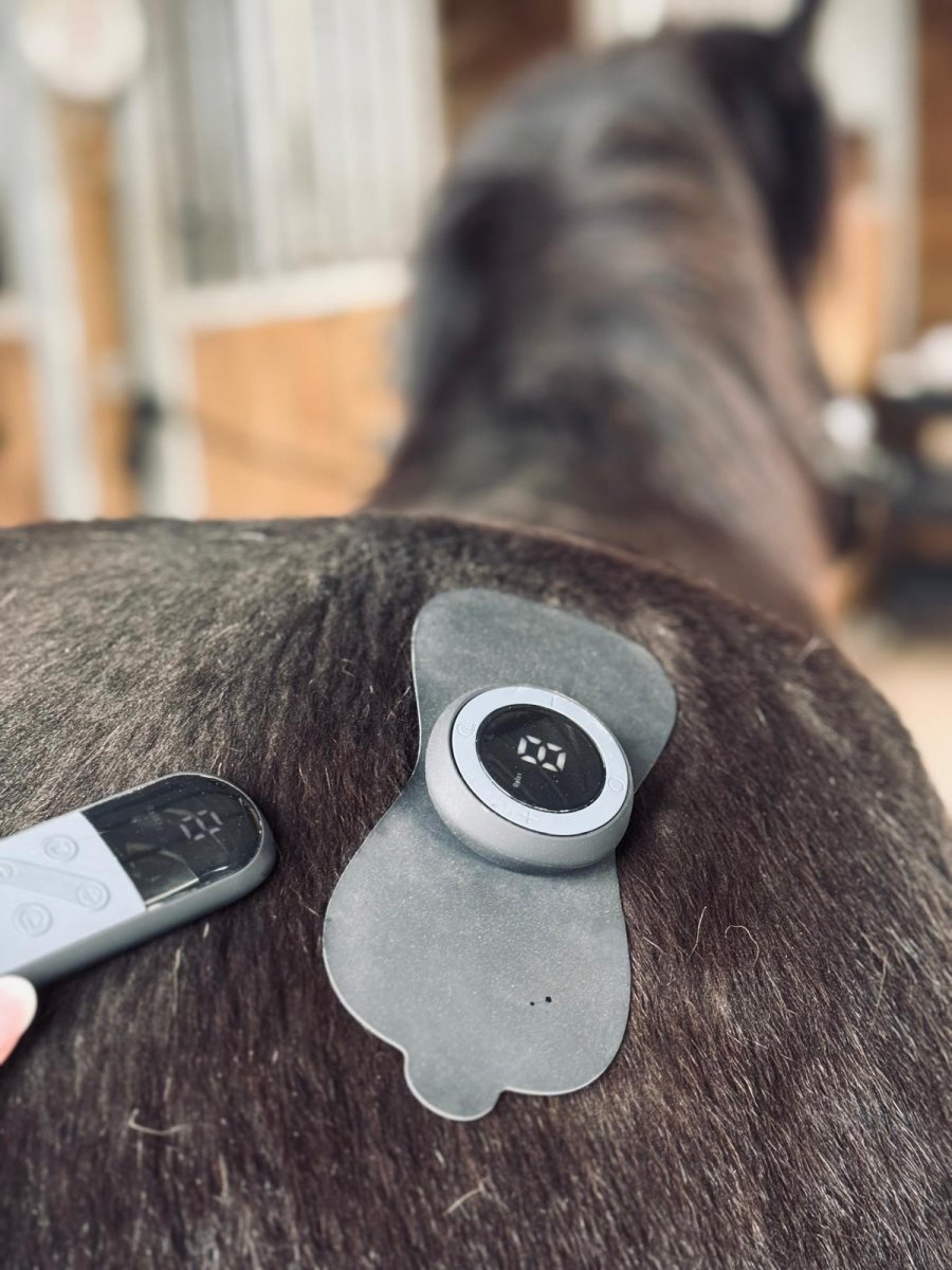 Equine LTS TENS - Til smertelindring og muskelafslapning - animondo.dk - LTSTENS