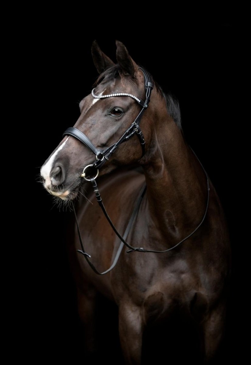 Gentle bridle - Komplet trense - str cob - sort - animondo.dk -