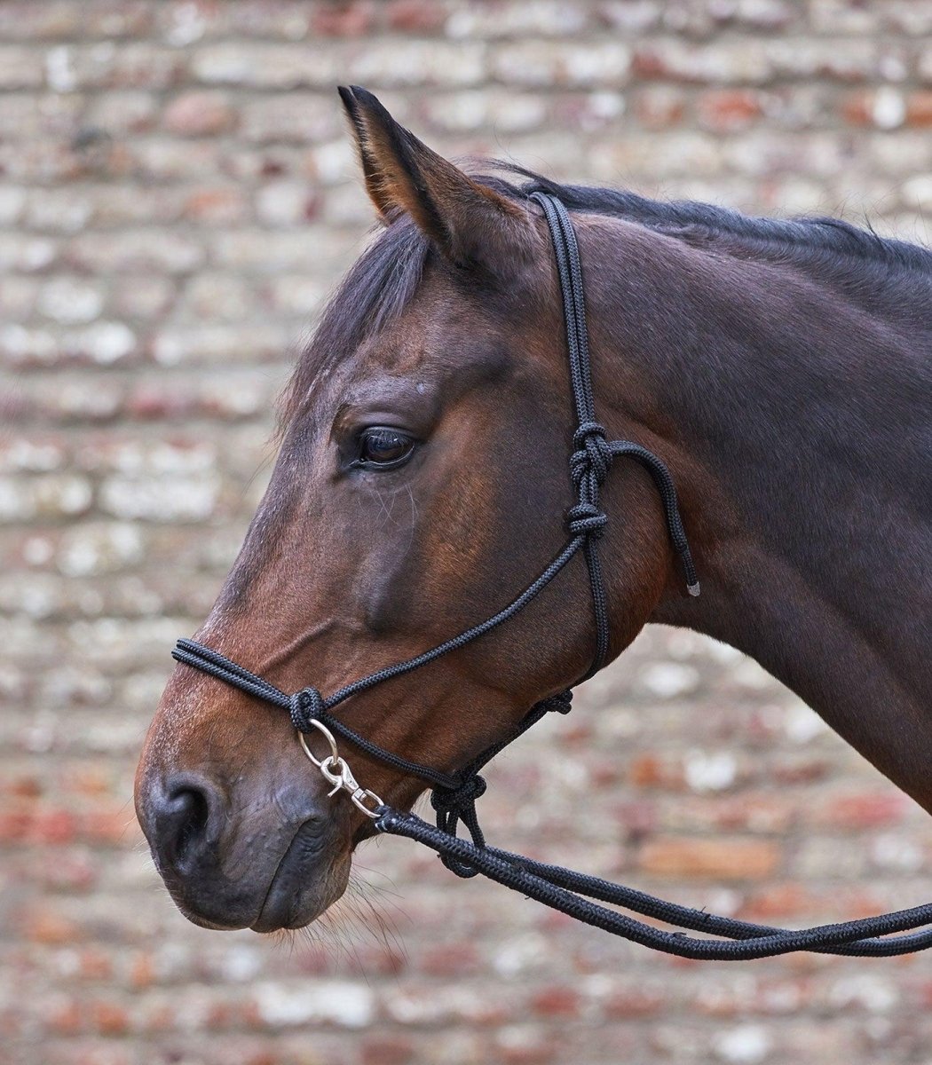 Waldhausen Knot Halter with rein - Sort - animondo.dk