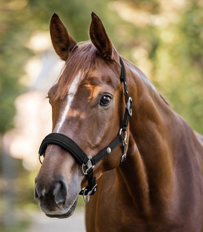 Waldhausen Nairobi Grime - Sort - animondo.dk - 1118501 - VB