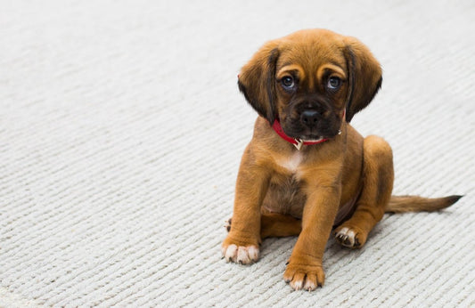 Forberedelser til at hente din nye hundehvalp - animondo.dk