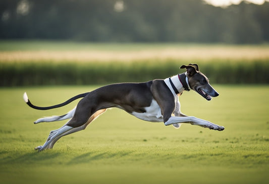 Greyhound: fakta og information om racen - animondo.dk