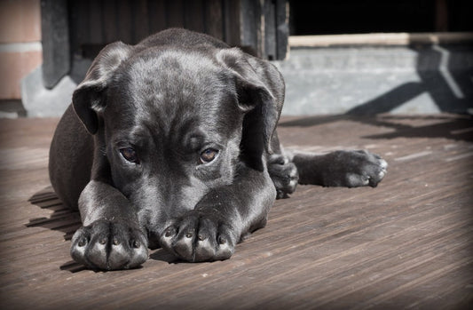 Hjælp! Min hund har fordøjelsesproblemer! - animondo.dk