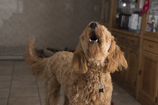 Sådan får du din hund til at stoppe med at gø: En guide til fredelig co-eksistens - animondo.dk