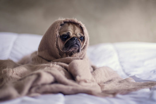 Sårbehandling hos hunde: En guide til omsorg og heling - animondo.dk