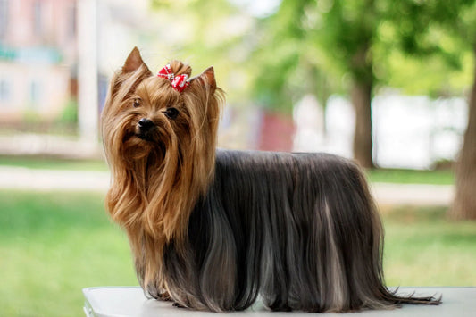 Yorkshire Terrier: fakta og information om racen - animondo.dk