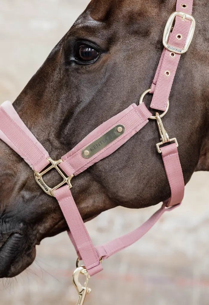 Kentucky Velvet Halter - Old rose