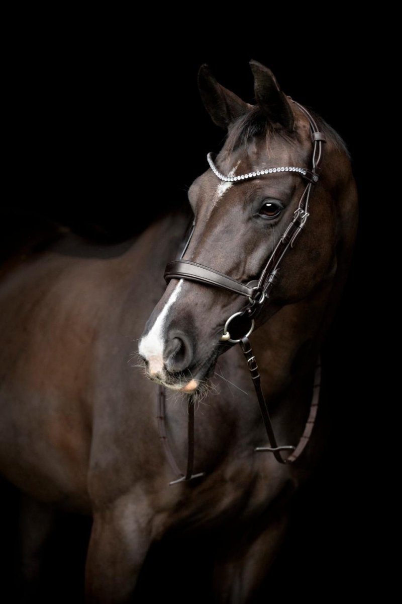 CATAGO - Gentle Bridle Næsebånd m. Samleringe - Brun - animondo.dk - 800272002