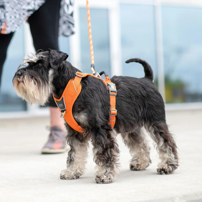 Dog Copenhagen - "Comfort Walk Pro™" Sele - Orange