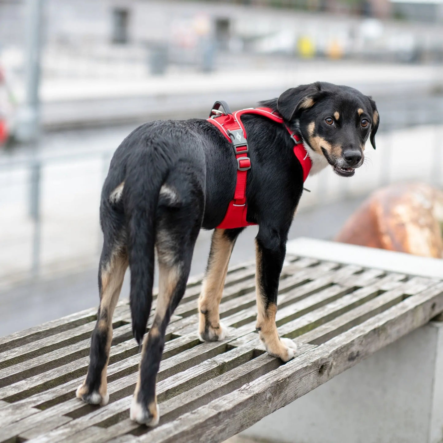 Dog Copenhagen - "Comfort Walk Pro™" Sele - Blå