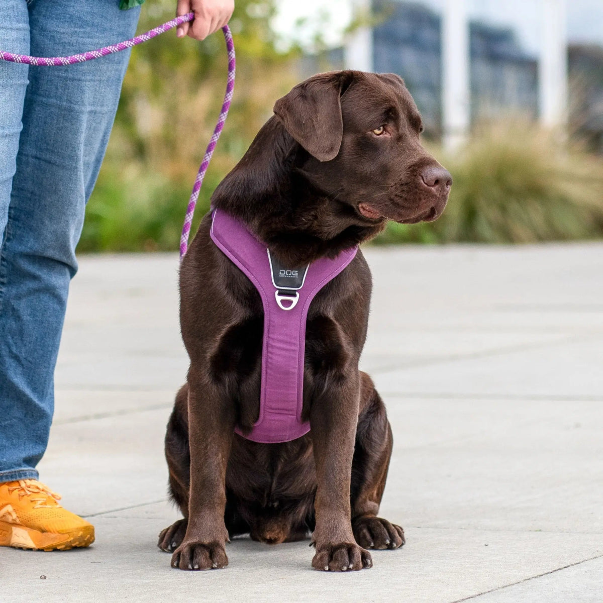 Dog Copenhagen - "Comfort Walk Pro™" Sele - Lilla - animondo.dk - HAR0004