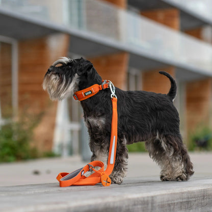 Dog Copenhagen Line - "Urban Trail" - Orange - animondo.dk - LEA0077