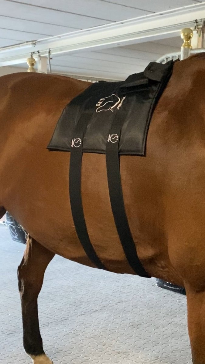 Equine LTS - Justerbare Elastikbælter med Velcro - 2 stk - animondo.dk - LTS - LangELASTIK