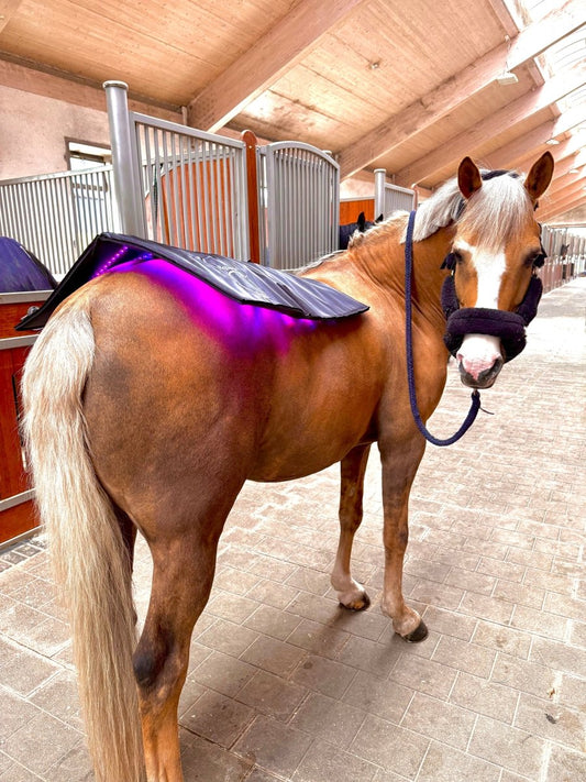 Equine LTS - Topline - NYHED 2025 - animondo.dk - LTS - Topline - 2025