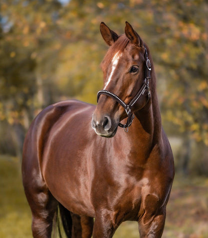 Waldhausen Crystal Grime, Pony - maroon - animondo.dk