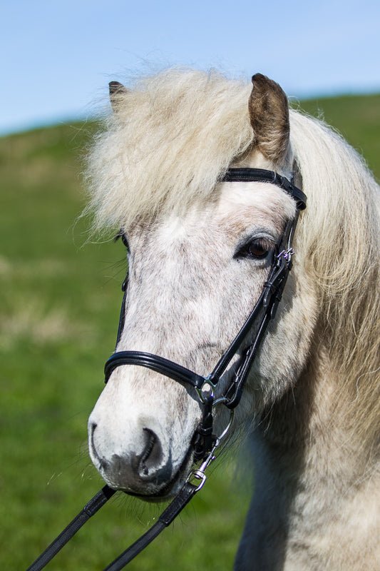 Eques Hannoveransk Næsebånd i Sort Læder - animondo.dk