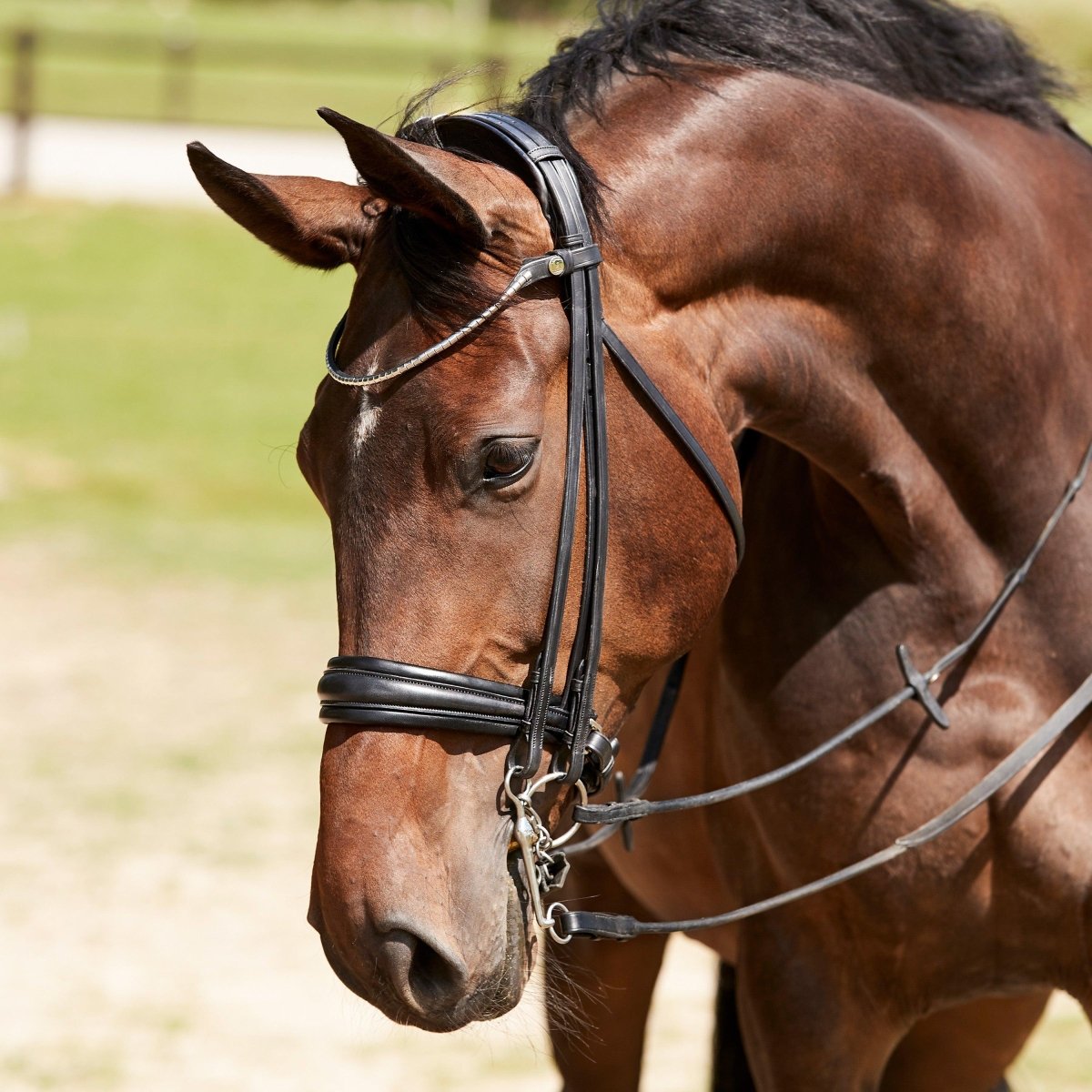 Finesse Bridles Cayenne Kandar, flad m. bredt næsebånd - sort/sort/lak/sølv - animondo.dk