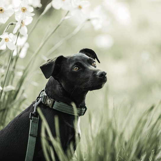 Kentucky Dog Collar Lizard - Grøn - animondo.dk