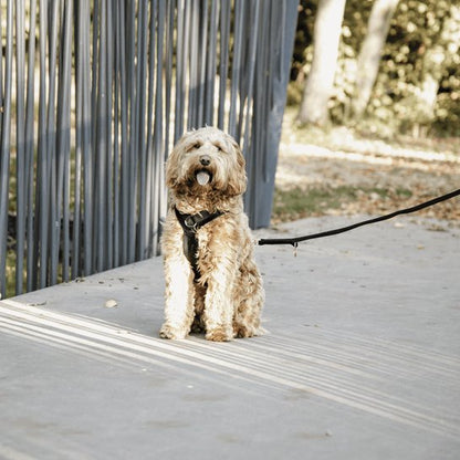 Kentucky Dog Lead Velvet - Sort - 2m - animondo.dk