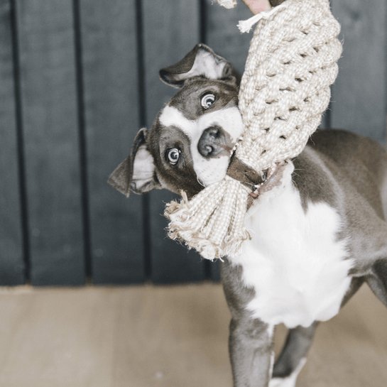 Kentucky Dog Toy Cotton Rope Pineapple - animondo.dk