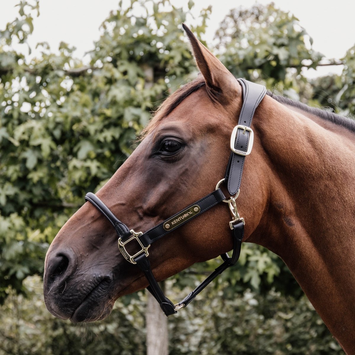 Kentucky Horsewear Anatomisk Grime i imiteret læder - Brun - animondo.dk