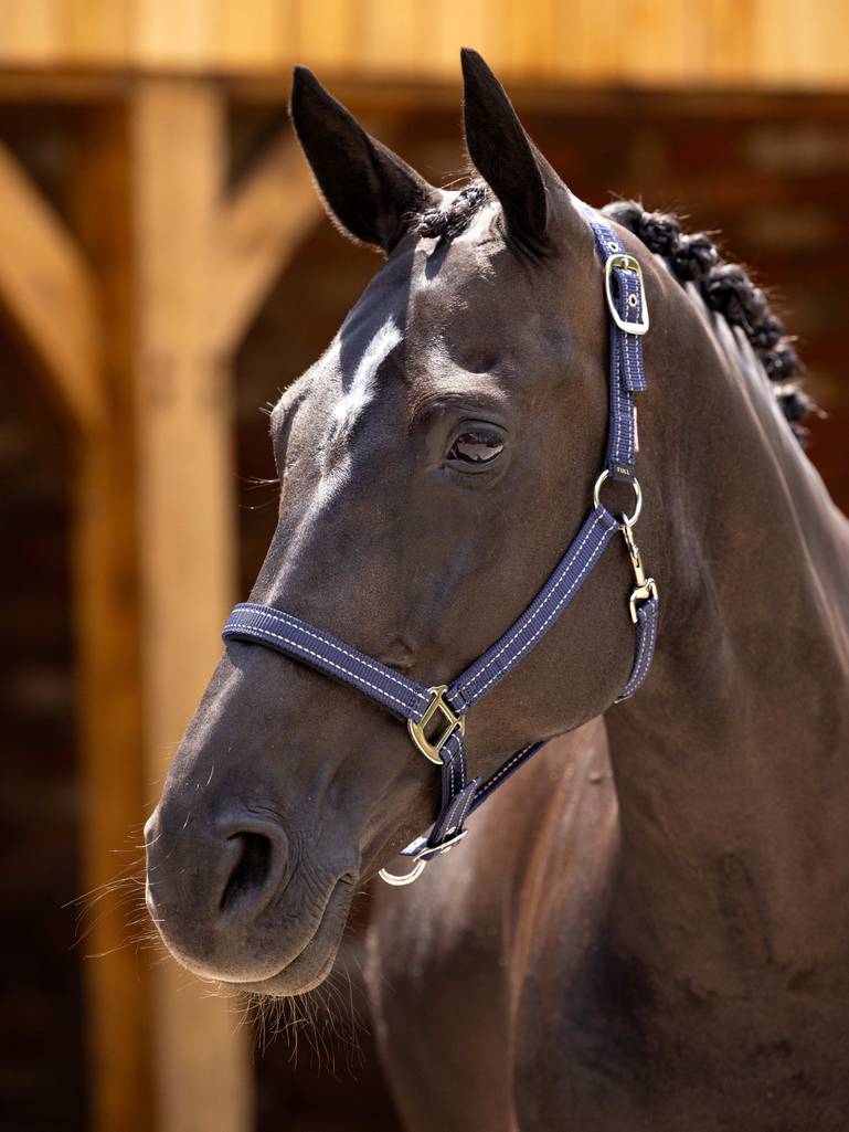 Lemieux Neoprene Yard Headcollar Navy - animondo.dk